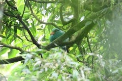 Javan Green Magpie photo 2