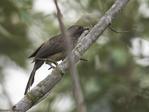 Arrow-marked Babbler