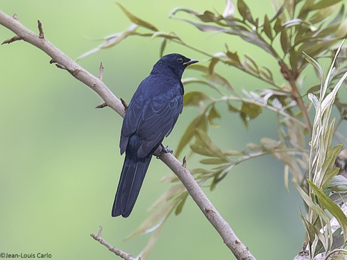 Black Cuckooshrike