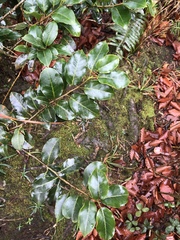 Ilex pedunculosa