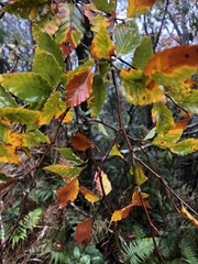 Fagus hayatae