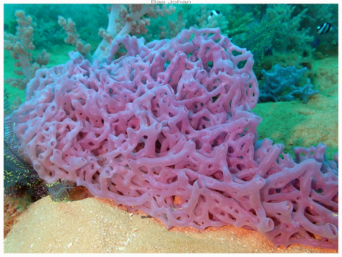 Leucaltis