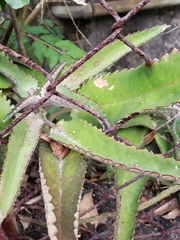 Kalanchoe daigremontiana
