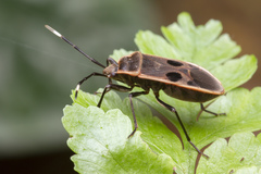 Physopelta cincticollis