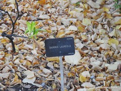 Skimmia laureola