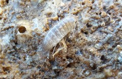 Cirolana australiense