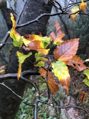 Fagus hayatae