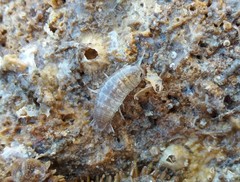 Cirolana australiense