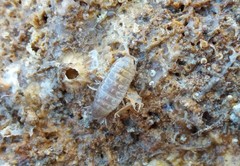 Cirolana australiense