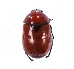 Parastasia helleri