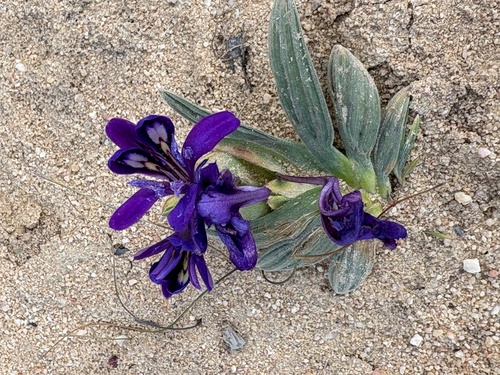 Babiana geniculata