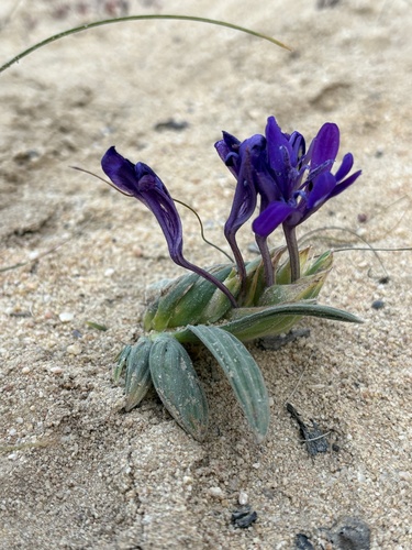 Babiana geniculata