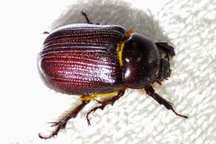 Oxygrylius ruginasus