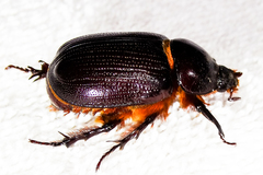 Oxygrylius ruginasus