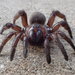 Spiny Trapdoor Spiders - Photo (c) Robert Lawrence, some rights reserved (CC BY-NC)