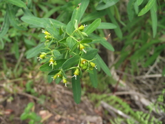Euphorbia kraussiana