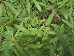 Euphorbia kraussiana