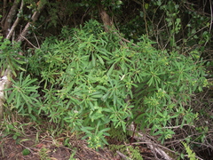 Euphorbia kraussiana