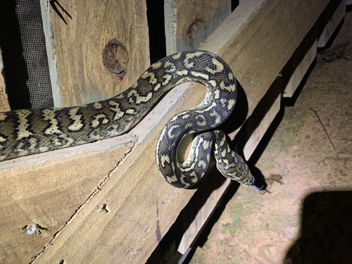 Coastal Carpet Python sighting