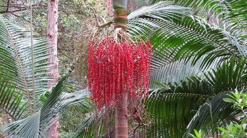 Archontophoenix cunninghamiana