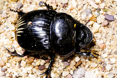 Dichotomius colonicus