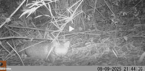 ダーウィンギツネ