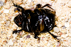 Dichotomius colonicus