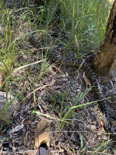 Coastal Carpet Python sighting