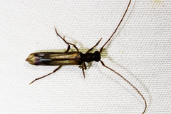 Styloxus fulleri
