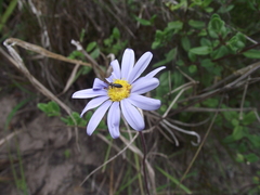 Felicia amelloides