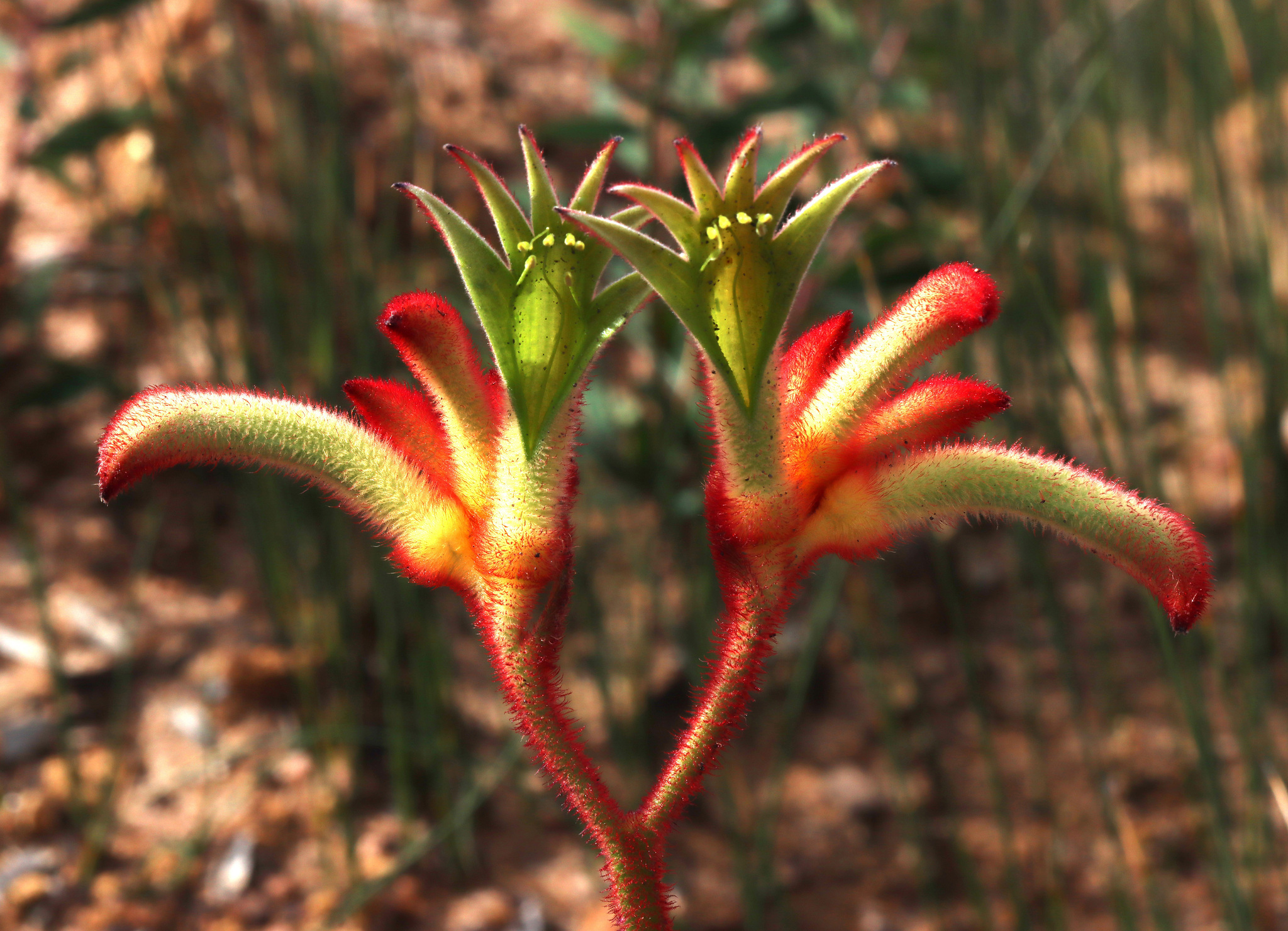 Anigozanthos onycis