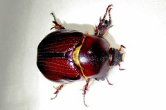 Oxygrylius ruginasus