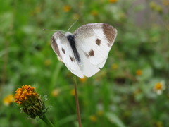 Pieris rapae