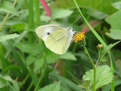 Pieris rapae