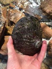 Haliotis rubra rubra