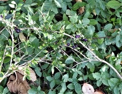 Euonymus hamiltonianus sieboldianus