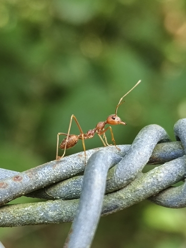 Asian Weaver Ant