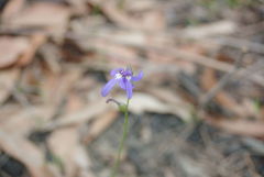 Lobelia dentata