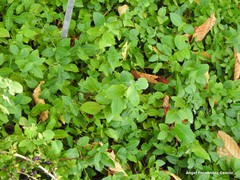 Euonymus hamiltonianus sieboldianus