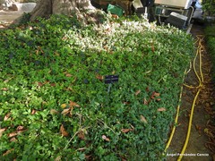 Euonymus hamiltonianus sieboldianus