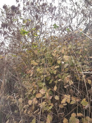 Holodiscus discolor discolor