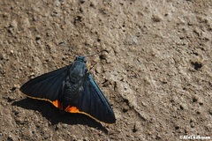 Chalypyge chalybea chloris