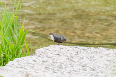 Cinclus cinclus aquaticus