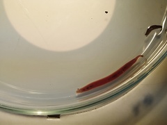 Barbronia weberi