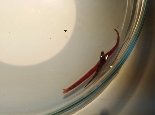Barbronia weberi observed 2019-10-08