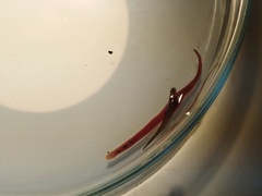 Barbronia weberi