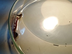 Barbronia weberi