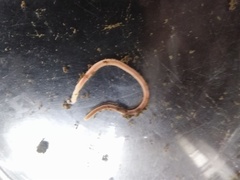 Amynthas gracilis