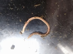 Amynthas gracilis