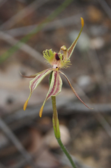Caladenia plicata